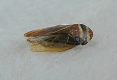 Auchenorrhyncha