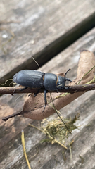 Dorcus parallelipipedus