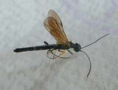 Pterygota