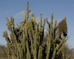 Cereus hildmannianus