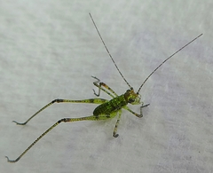 Phaneroptera