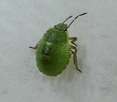 Heteroptera