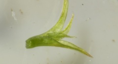 Brachythecium laetum
