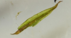 Brachythecium laetum