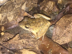 Craugastor aurilegulus