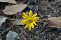 Pippenalia delphiniifolia