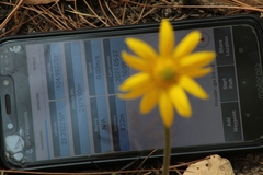 Pippenalia delphiniifolia