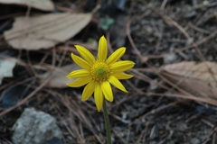 Pippenalia delphiniifolia