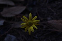 Pippenalia delphiniifolia