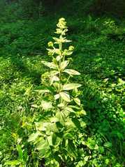 Lysimachia verticillaris