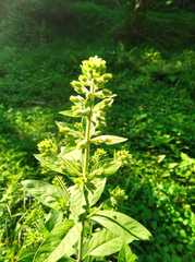 Lysimachia verticillaris