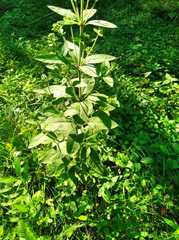 Lysimachia verticillaris