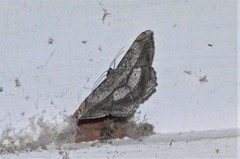 Chiasmia fulvisparsa