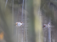 Alopochen aegyptiaca