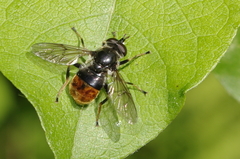 Blera fallax