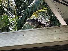 Iguana iguana