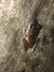 Craugastor aurilegulus