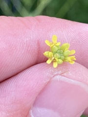 Sisymbrium officinale