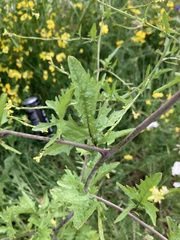 Sisymbrium officinale