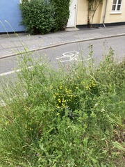 Sisymbrium officinale