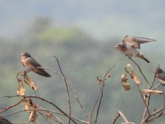 Petrochelidon rufigula