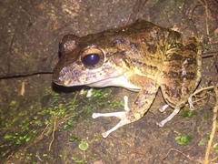 Craugastor aurilegulus