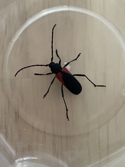 Purpuricenus humeralis