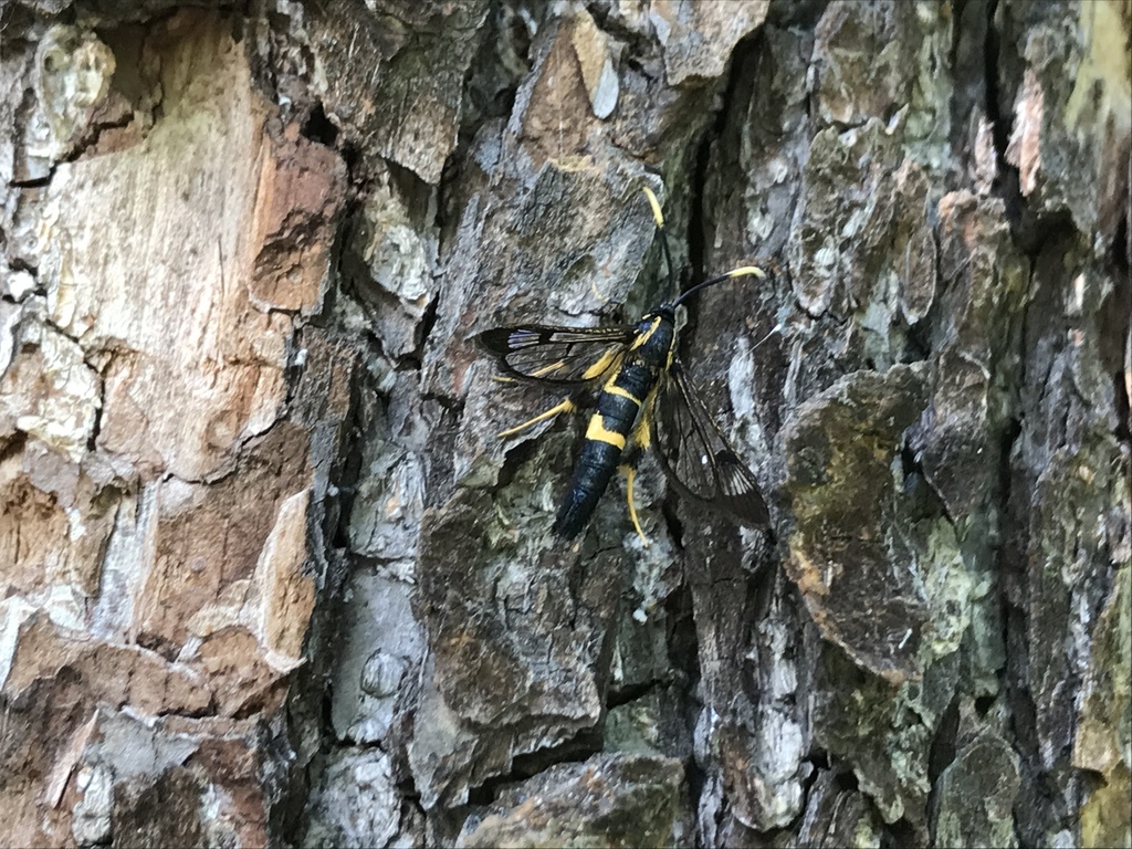 Synanthedon mesiaeformis