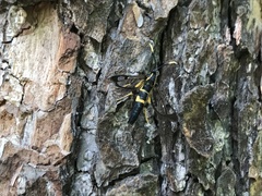 Synanthedon mesiaeformis