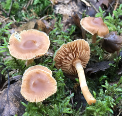 Cortinarius rubellus