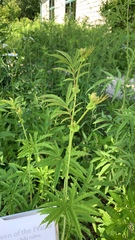 Filipendula rubra
