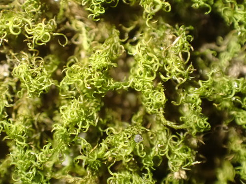 mountain pincushion