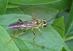 Tenthredo verticalis