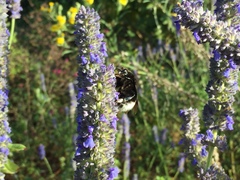 Bombus macgregori