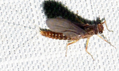 Ephemerella subvaria