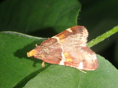 Pyralis kacheticalis