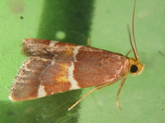 Pyralis kacheticalis