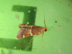 Pyralis kacheticalis