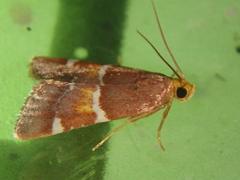 Pyralis kacheticalis