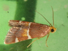 Pyralis kacheticalis