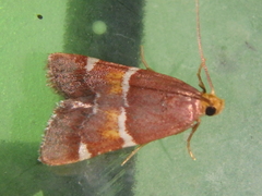 Pyralis kacheticalis