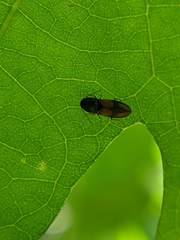 Horistonotus curiatus