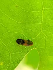 Horistonotus curiatus