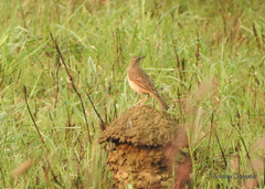 Anthus pallidiventris