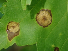 Acericecis ocellaris