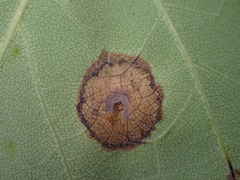 Acericecis ocellaris