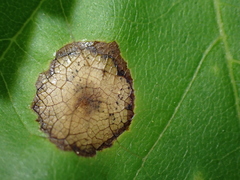 Acericecis ocellaris