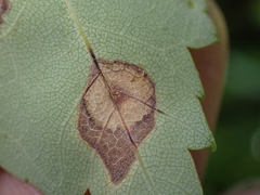 Acericecis ocellaris