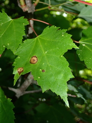 Acericecis ocellaris