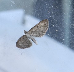 Eupithecia satyrata
